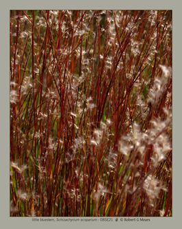 little bluestem, Schizachyrium scoparium
