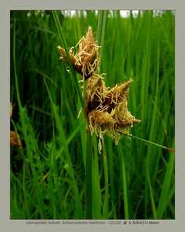 cosmopolitan bulrush, Schoenoplectus maritimus #2