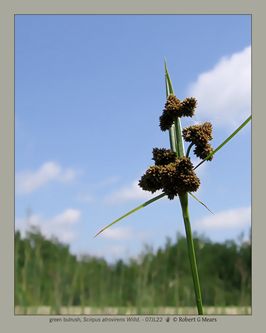 green bulrush, Scirpus atrovirens Willd #1