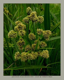 green bulrush, Scirpus atrovirens Willd #3