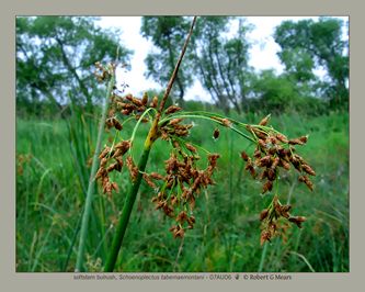 softstem bulrush, Schoenoplectus tabernaemontani