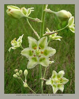 smooth camas, Zygadenus elegans