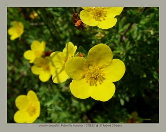 shrubby cinquefoil, Potentilla fruticosa #1