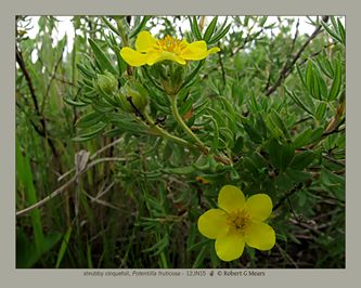 shrubby cinquefoil, Potentilla fruticosa #2