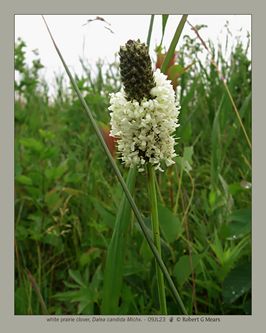 white prairie clover, Dalea candida Michx