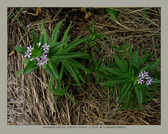 narrowleaf collomia, Collomia linearis #2