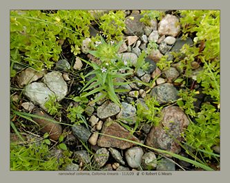 narrowleaf collomia, Collomia linearis #1