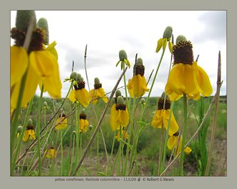 yellow coneflower, Ratibida columnifera #1