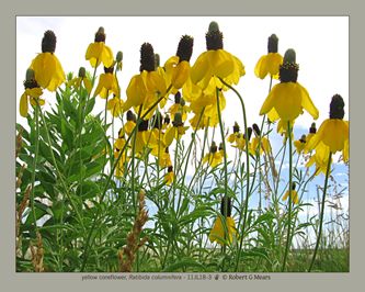 yellow coneflower, Ratibida columnifera #2