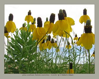 yellow coneflower, Ratibida columnifera #3