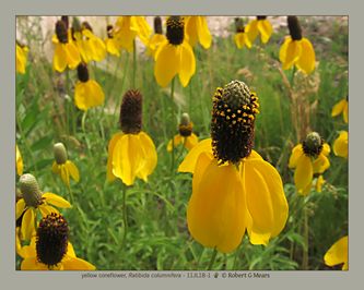 yellow coneflower, Ratibida columnifera #4