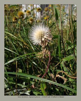 false dandelion, Agoseris glauca