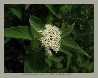 red osier dogwood, Cornus stolonifera - 11JL18
