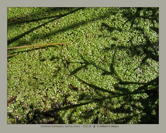 common duckweed, Lemna minor
