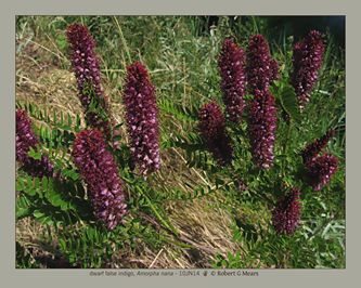 dwarf false indigo, Amorpha nana #1