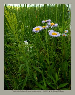 Philadelphia fleabane, Erigeron philadelphicus #3