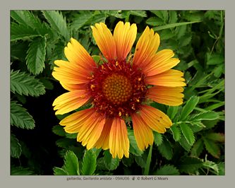 gaillardia, Gaillardia aristata #1