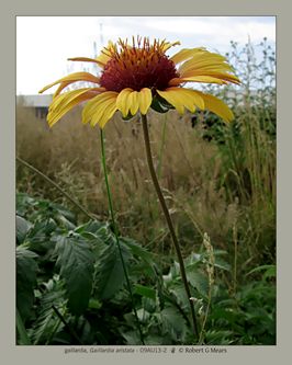 gaillardia, Gaillardia aristata #3