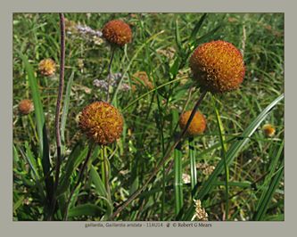 gaillardia, Gaillardia aristata #5