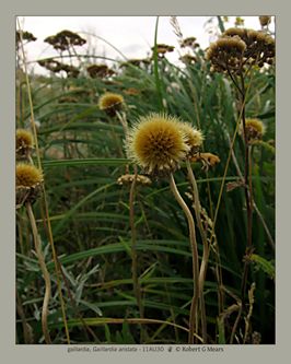 gaillardia, Gaillardia aristata #6