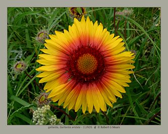 gaillardia, Gaillardia aristata #4
