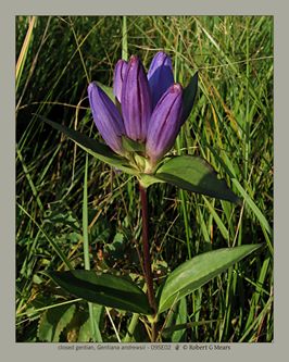 closed gentian, Gentiana andrewsii