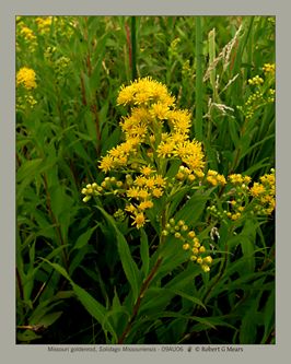 Missouri goldenrod, Solidago Missouriensis