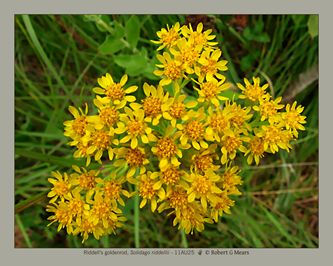 Riddell's goldenrod, Solidago riddellii