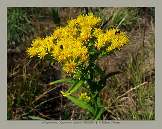 stiff goldenrod, Oligoneuron rigidum
