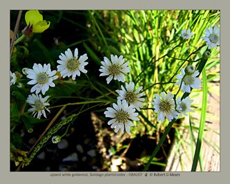 upland white goldenrod, Solidago ptarmicoides #1