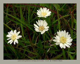 upland white goldenrod, Solidago ptarmicoides #2
