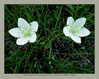 grass of parnassus, Parnassia glauca Raf