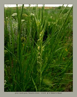 green needle grass, Nassella viridula