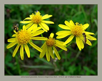 entire-leaved groundsel, Senecio integerrimus Nutt #1