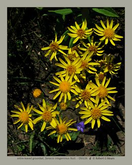 entire-leaved groundsel, Senecio integerrimus Nutt #2