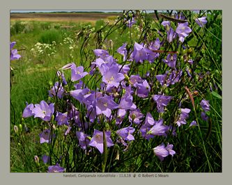 harebell, Campanula rotundifolia