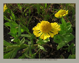 helenium, Helenium autumnale #1