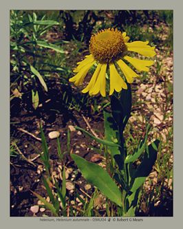 helenium, Helenium autumnale #2