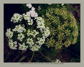 spotted water hemlock, Cicuta maculata #2
