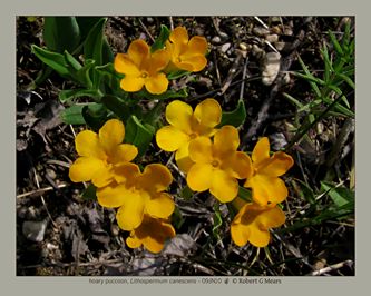 hoary puccoon, Lithospermum canescens