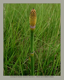 scouringrush horsetail, Equisetum hyemale L