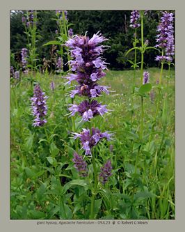 giant hyssop, Agastache foeniculum #1