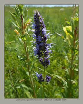 giant hyssop, Agastache foeniculum #2