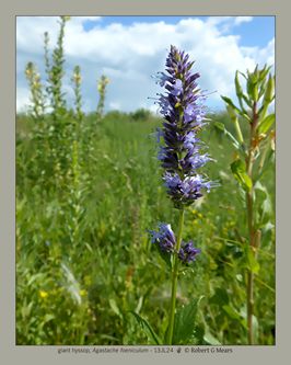 giant hyssop, Agastache foeniculum #3