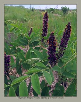 indigo bush, Amorpha fruticosa