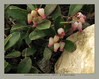 kinnikinnick, Arctostaphylos uva-ursi #1