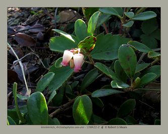 kinnikinnick, Arctostaphylos uva-ursi #2