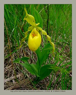 large yellow lady's slipper, Cypripedium pubescens #1