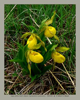 large yellow lady's slipper, Cypripedium pubescens #2