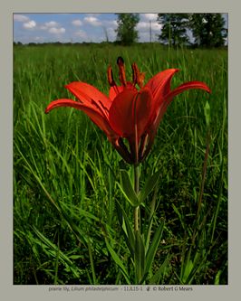 prairie lily, Lilium philadelphicum #1